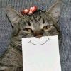 看穿一切の九尾猫