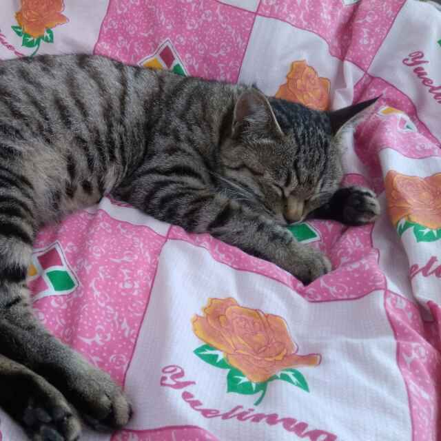 老猫