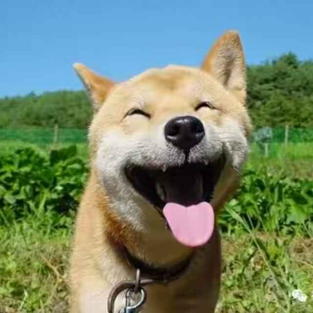 嗨阿狸