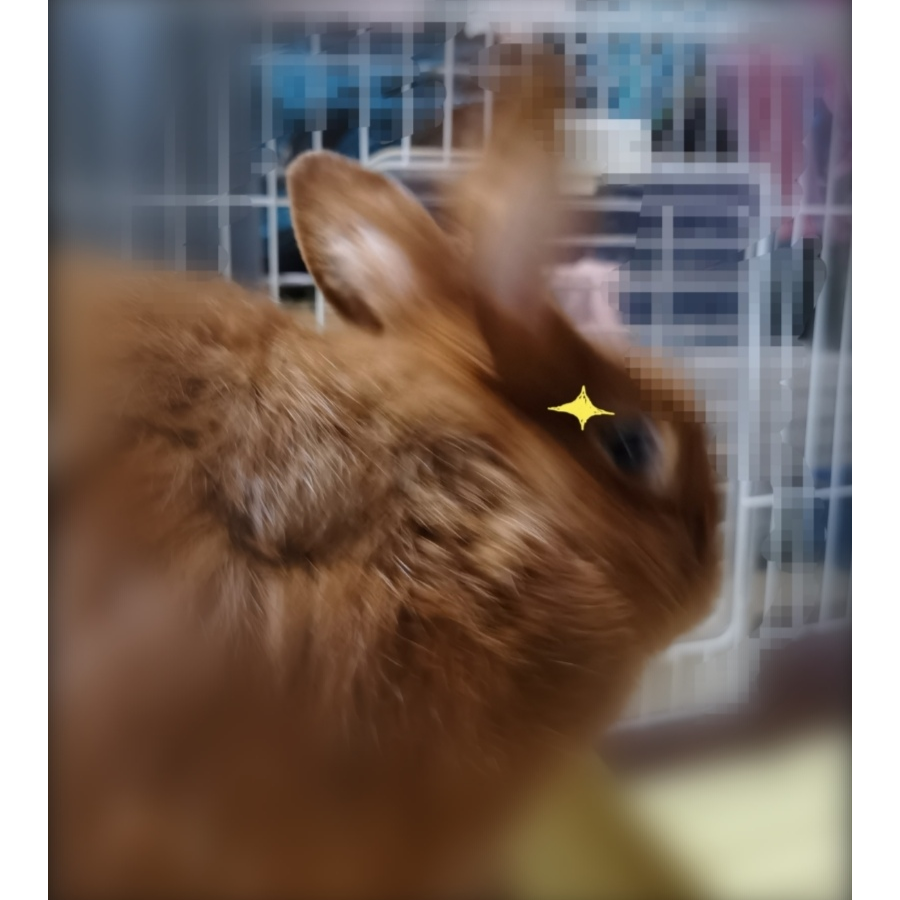 椰子