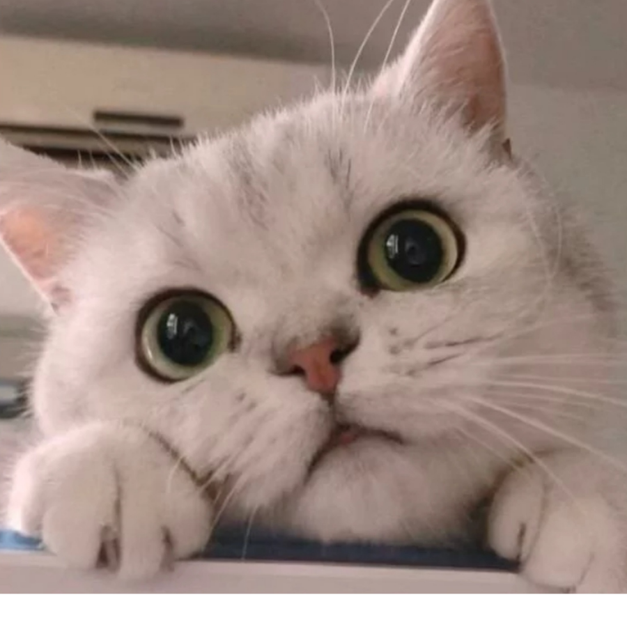 樱冰