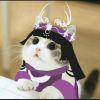 萌猫咪___亓