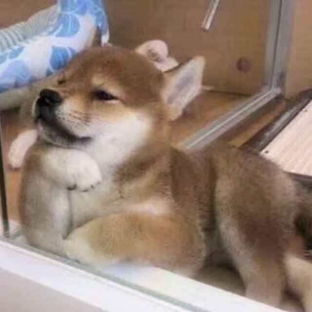 雨辰