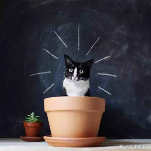 尾大地猫猫～