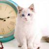 Snowmee•Royalmo