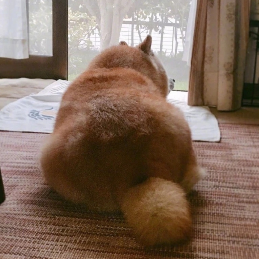 卢家小哥