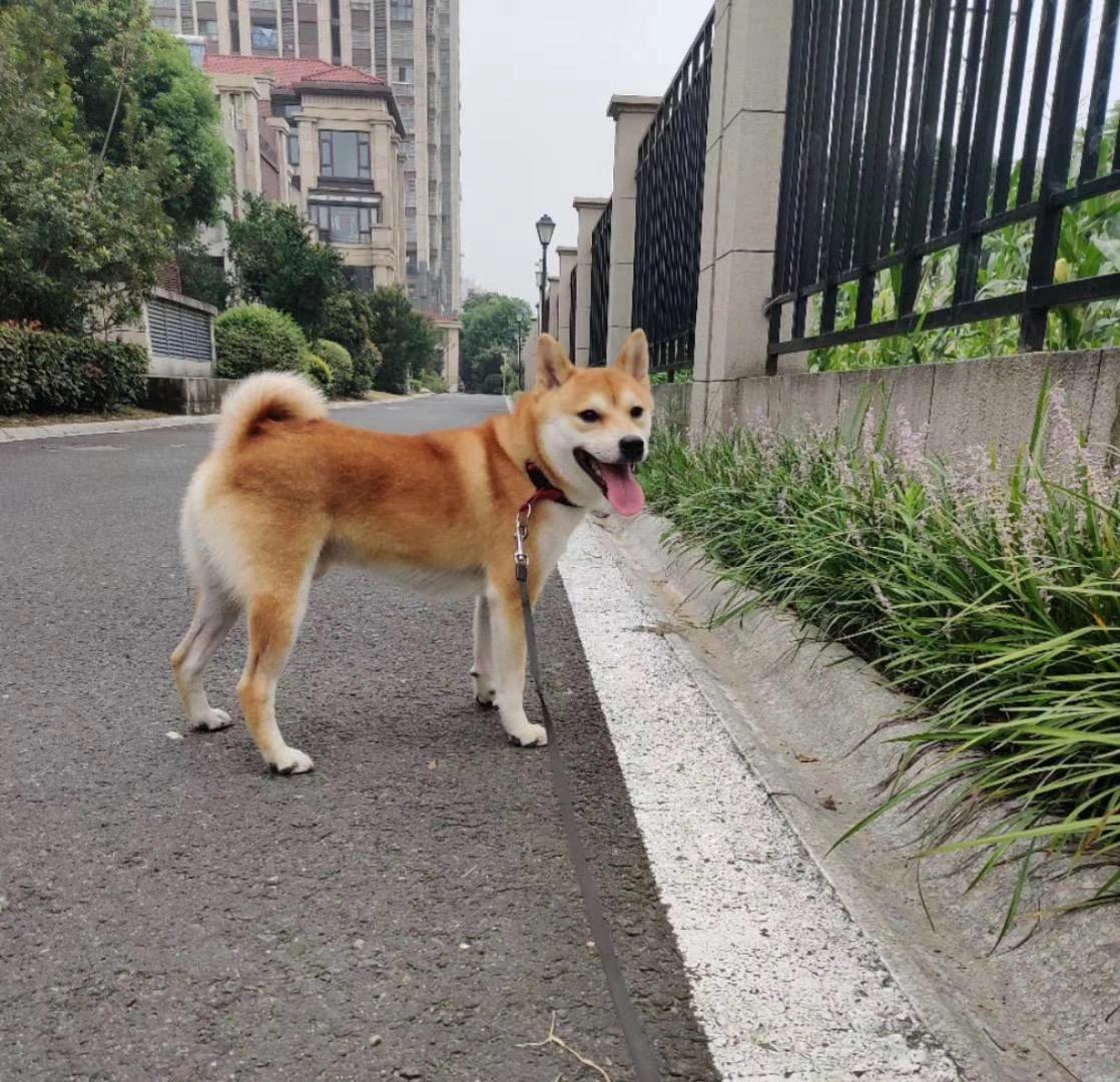 王嘟嘟