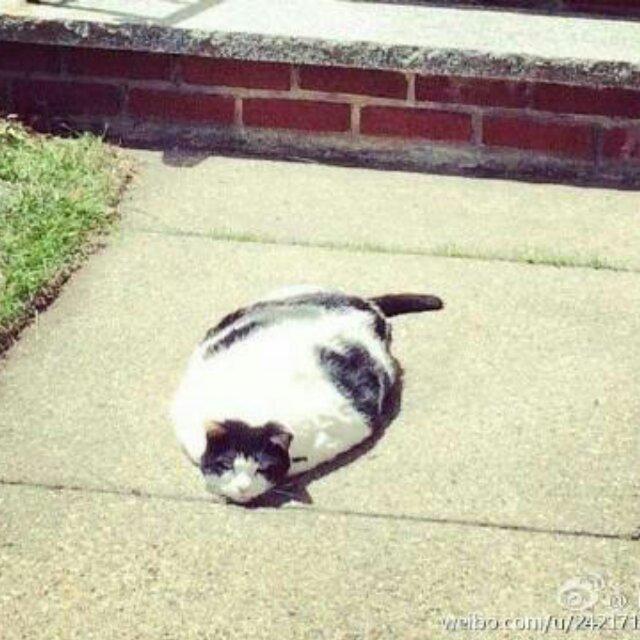 (｢･ω･)｢   X～c