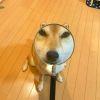やどみじんた