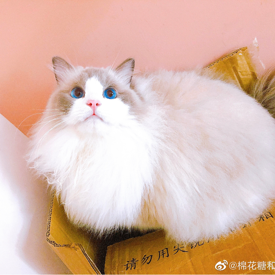 菇发发