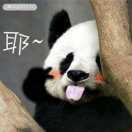 二哈