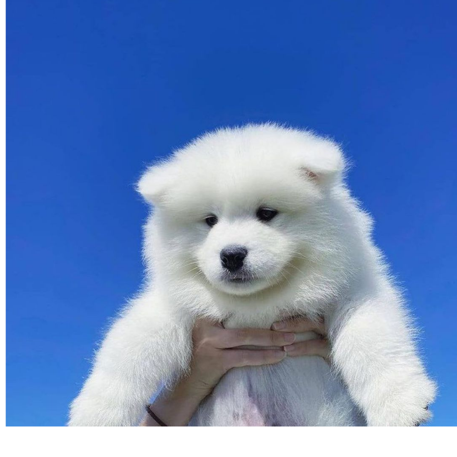 快乐限定小企鹅