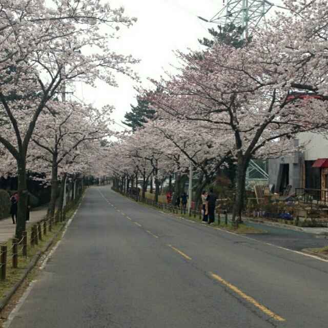 花落化土