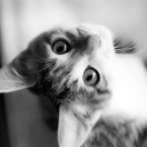 拔萝卜的猫