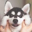 （乛  灬乛）