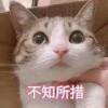 Chimera丶