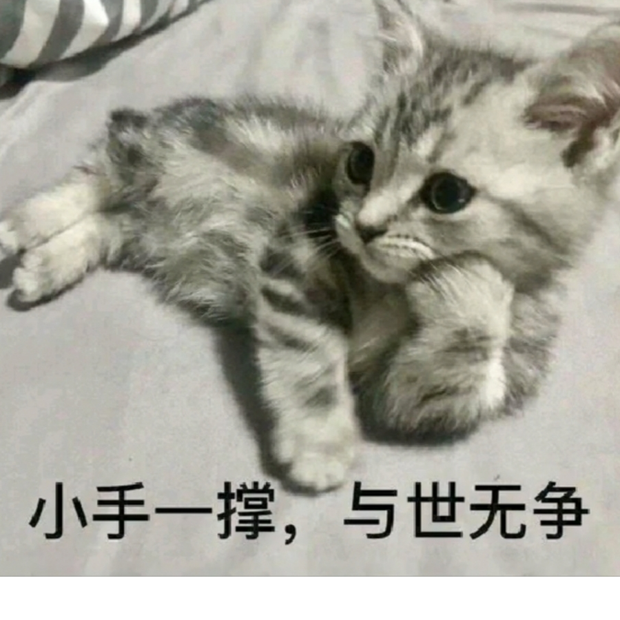 喵(^･ｪ･^)