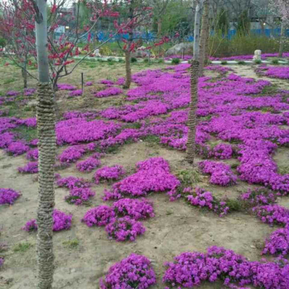 君主