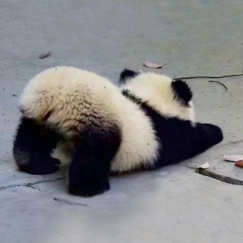 如果你给我钱的话我会很开心