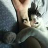 犯瞌睡的猫