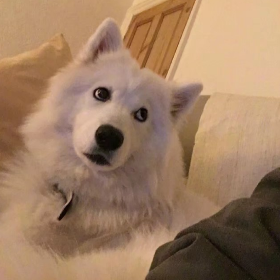 看到这么多人都在喷王者农药,我来说句公道话