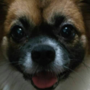 科记