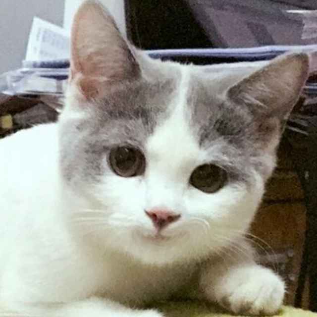 小黑猫白又白.