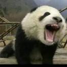 磊