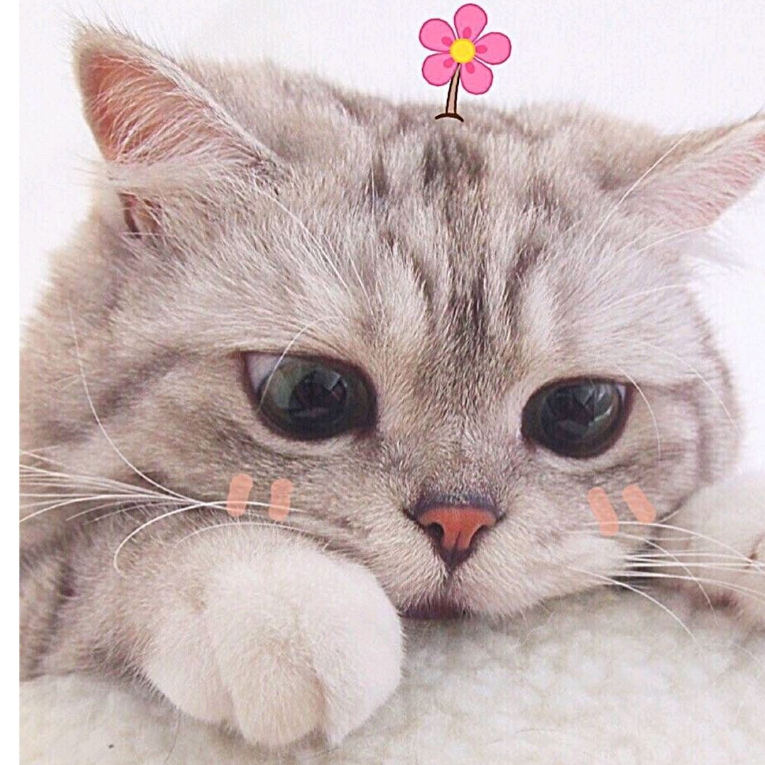 小陈家的英短