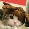 阿夏desu