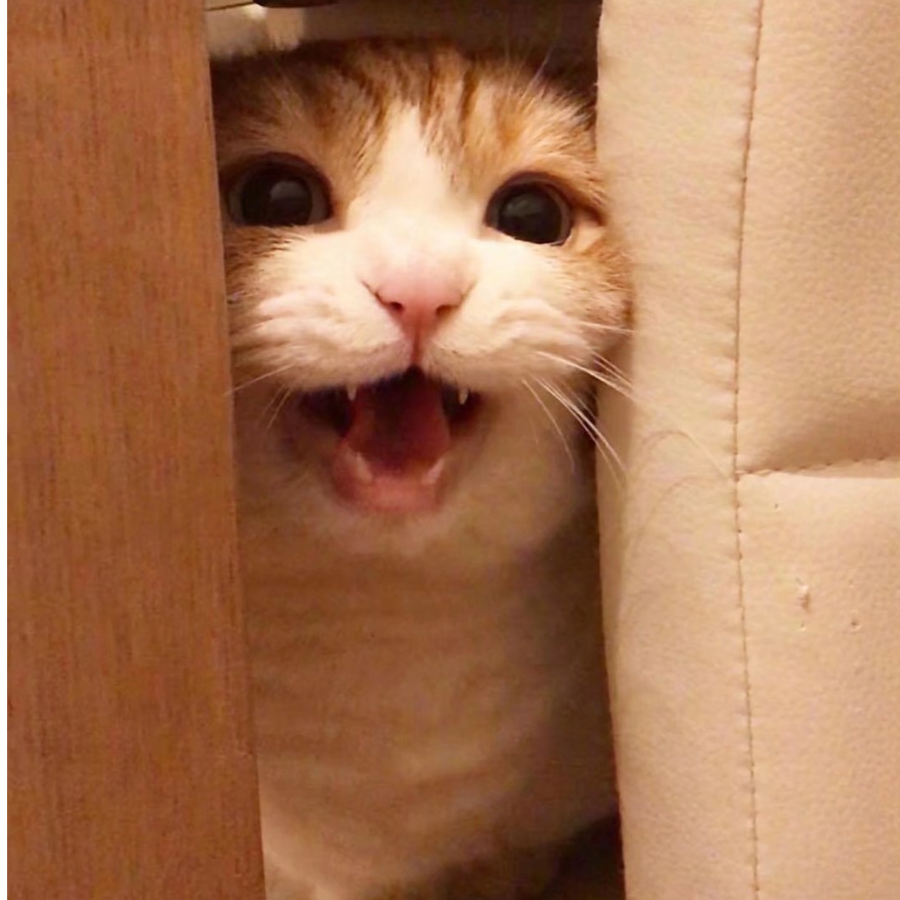 许楽
