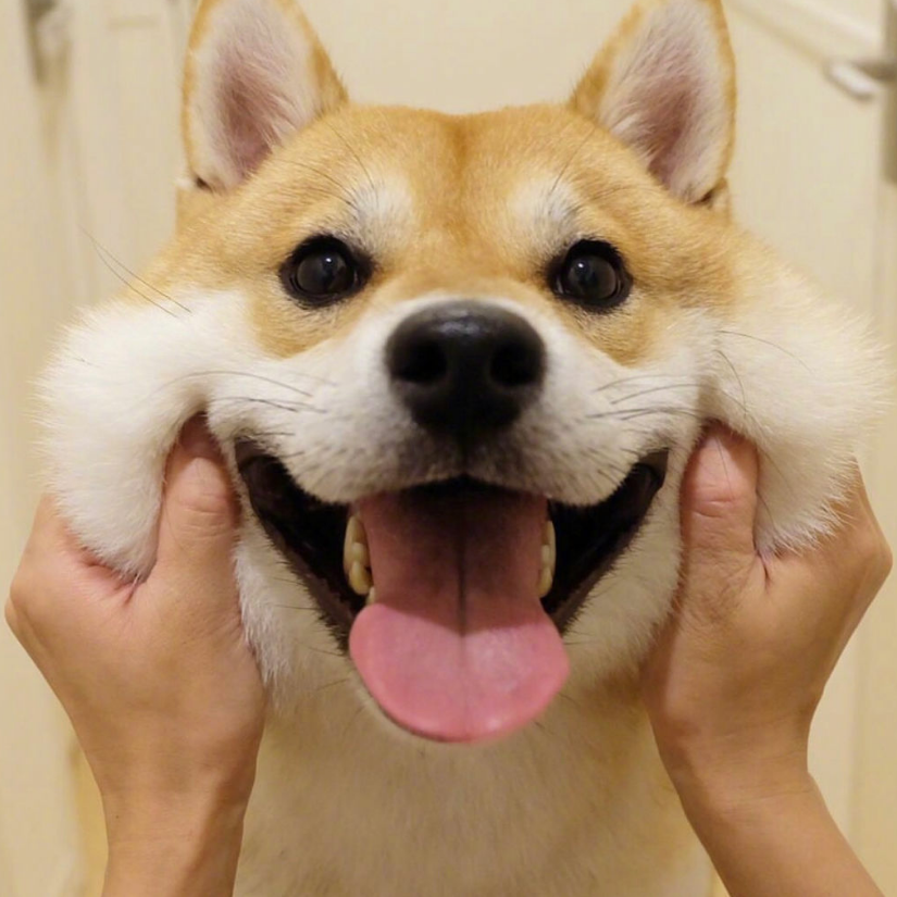砂糖大人
