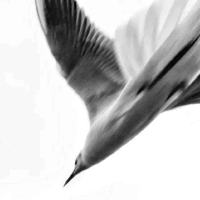 Subird