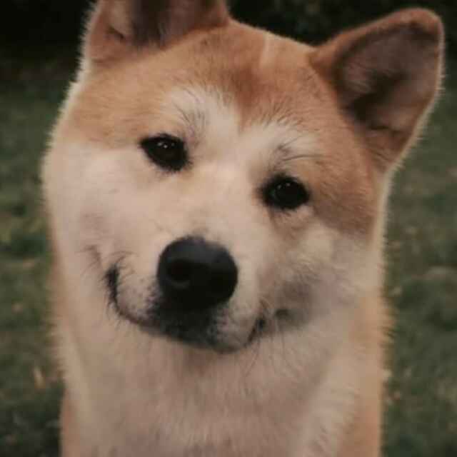 Bi ba bo