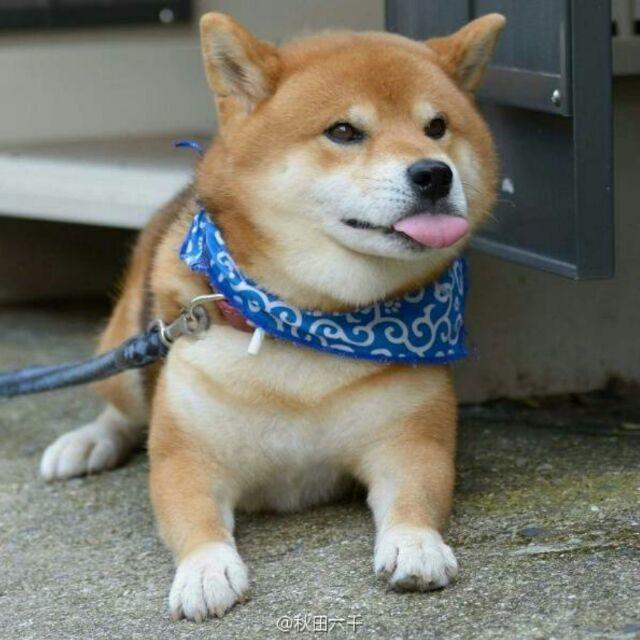 高豆瓣