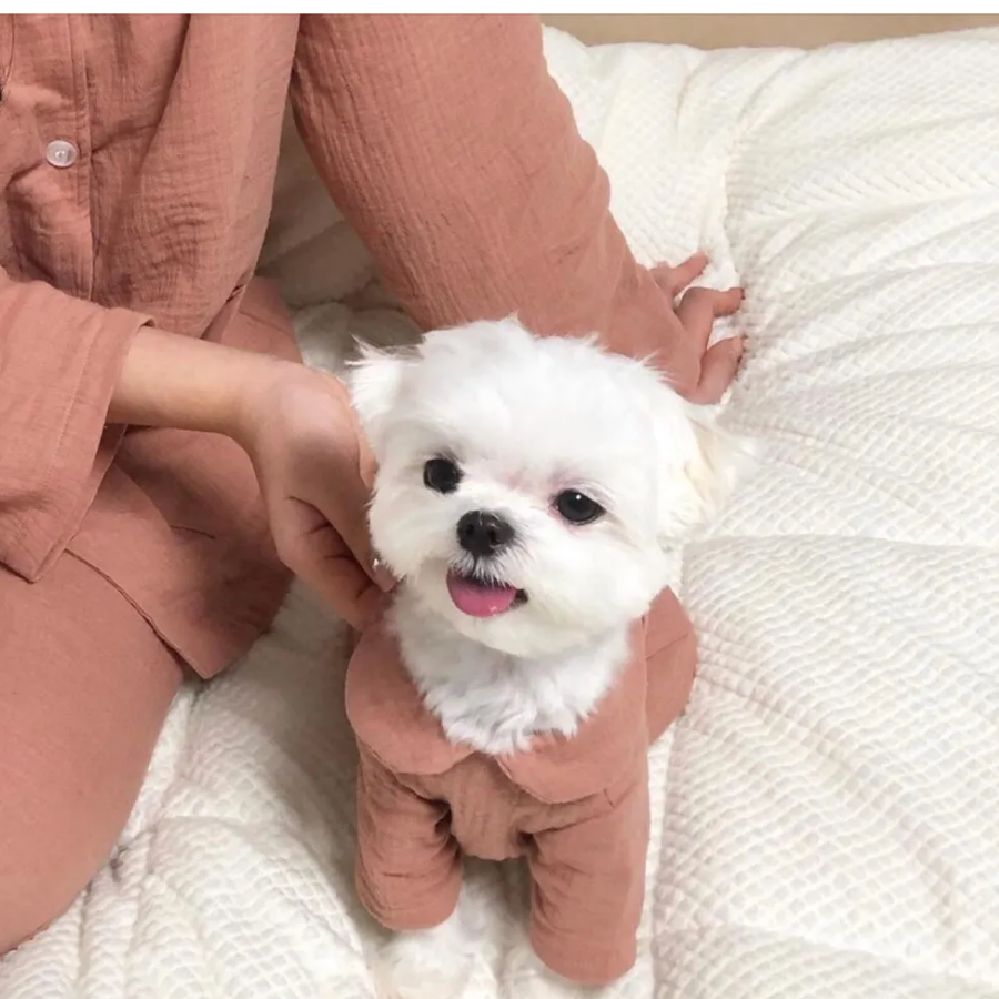 ๑软软๑