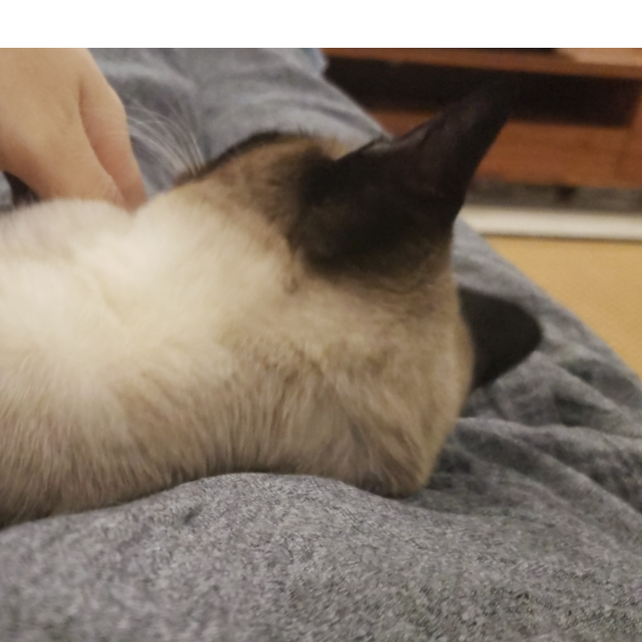 旺财打来福