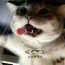 呆子→_→懒猫