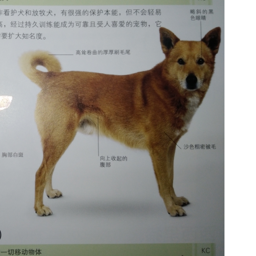 犬类支配者X