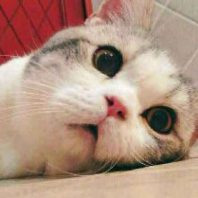 Milo
