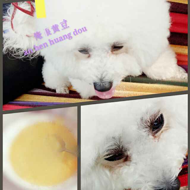 🐶 🐶 到家