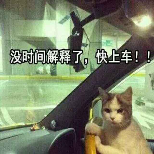 猫咪傻