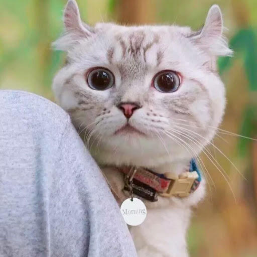 00姐姐大人