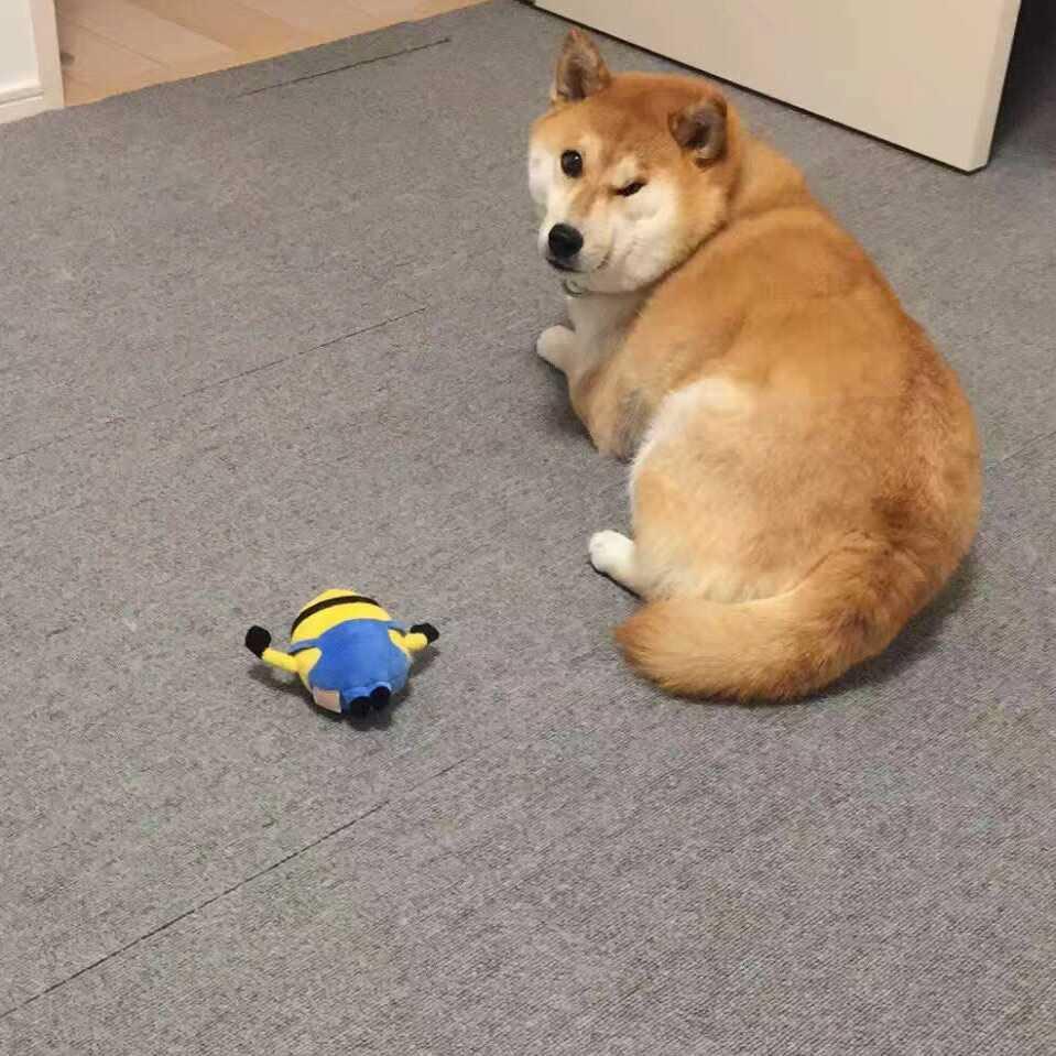 鲁朱