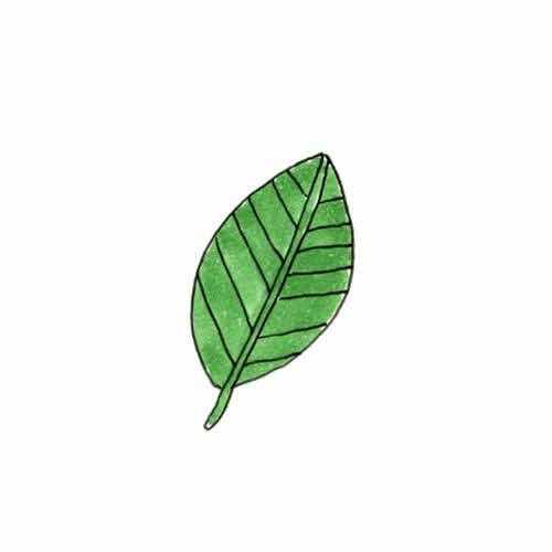 🍃
