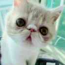 铲屎官🐱