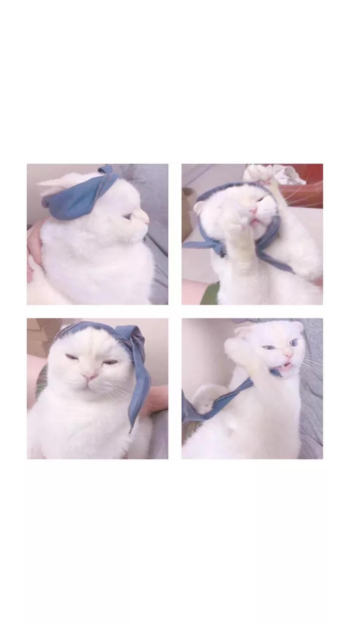 (=´∀｀)人(´∀｀=)