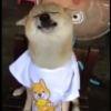 真是可笑tutu