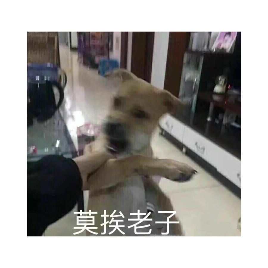 皮皮车王