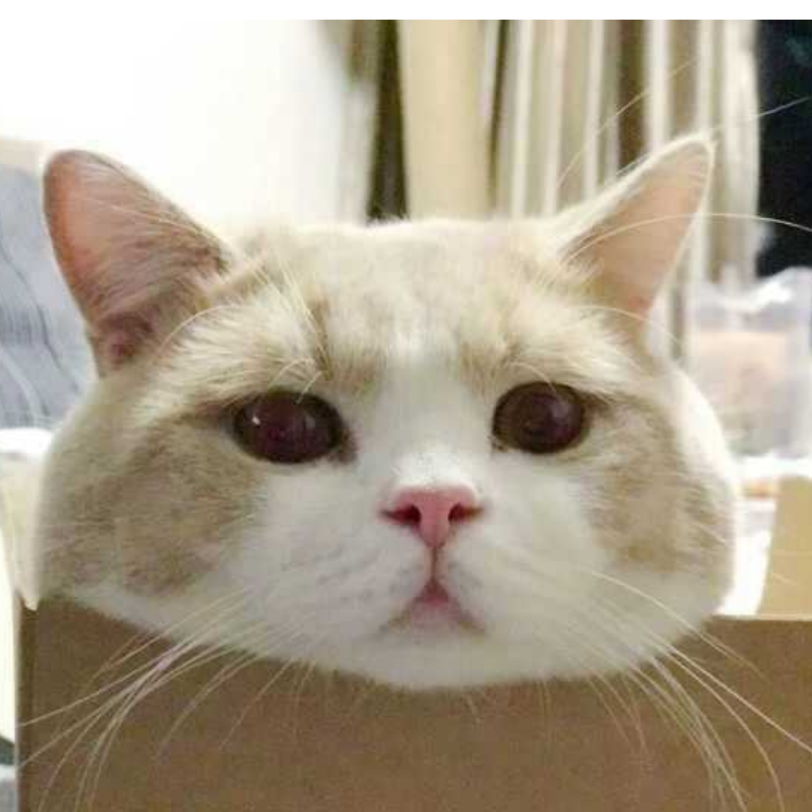 江湖猫语